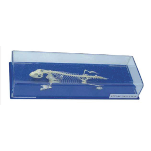 Lizard skeleton